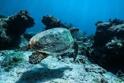 ทัวร์เกาะสิมิลัน 1 วัน-Check in Andaman (Join Tour) - Image 14