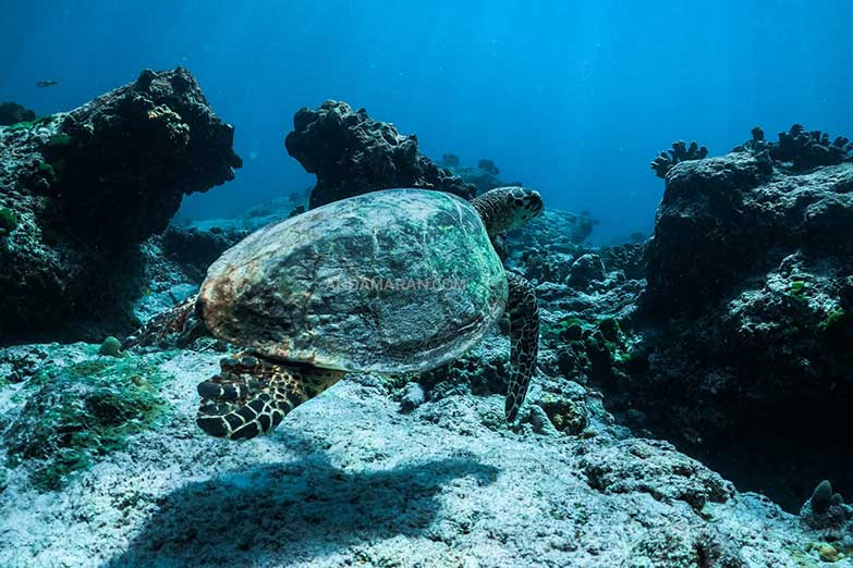 ทัวร์เกาะสิมิลัน 1 วัน-Check in Andaman (Join Tour) - Image 14