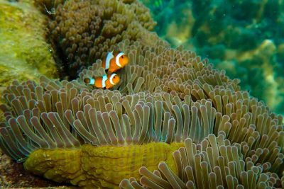 ทัวร์หมู่เกาะสุรินทร์ 1 วัน-Check in Andaman (Join Tour) - Image 23