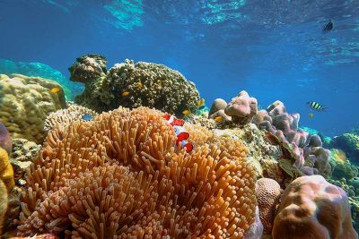 ทัวร์หมู่เกาะสุรินทร์ 1 วัน-Check in Andaman (Join Tour) - Image 22