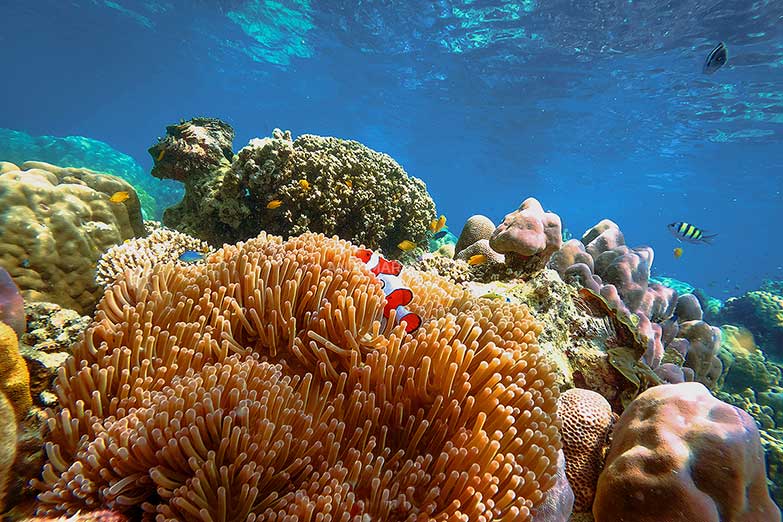 ทัวร์หมู่เกาะสุรินทร์ 1 วัน-Check in Andaman (Join Tour) - Image 22