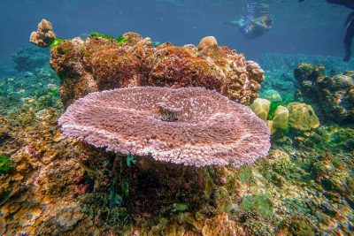 ทัวร์หมู่เกาะสุรินทร์ 1 วัน-Check in Andaman (Join Tour) - Image 19