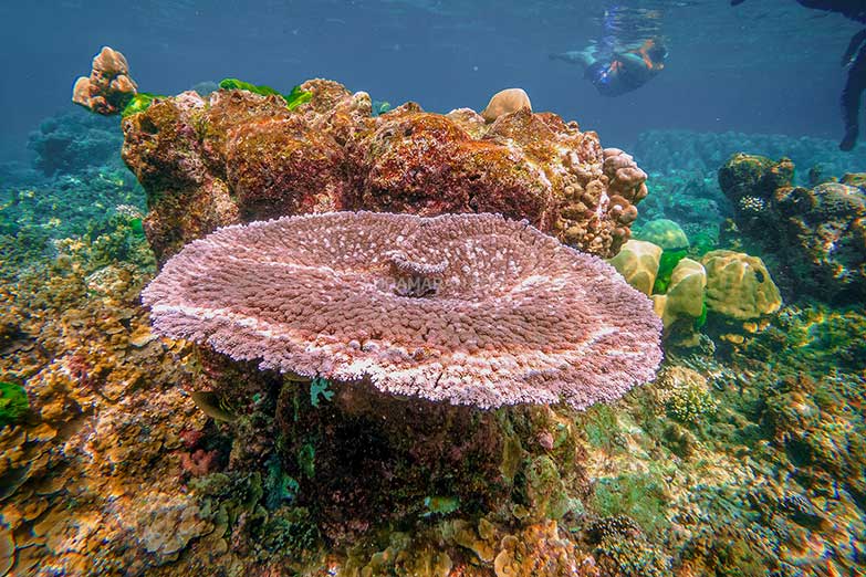 ทัวร์หมู่เกาะสุรินทร์ 1 วัน-Check in Andaman (Join Tour) - Image 19