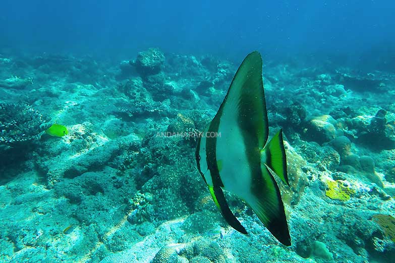 ทัวร์หมู่เกาะสุรินทร์ 1 วัน-Check in Andaman (Join Tour) - Image 18