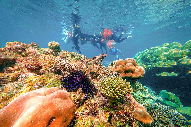 ทัวร์หมู่เกาะสุรินทร์ 1 วัน-Check in Andaman (Join Tour) - Image 17